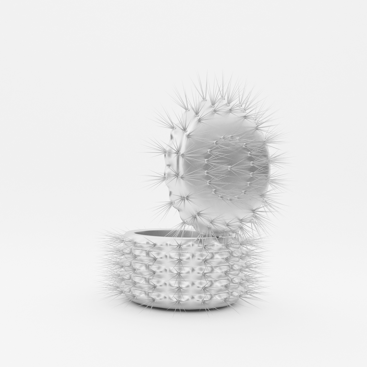 cactus_tambor0006